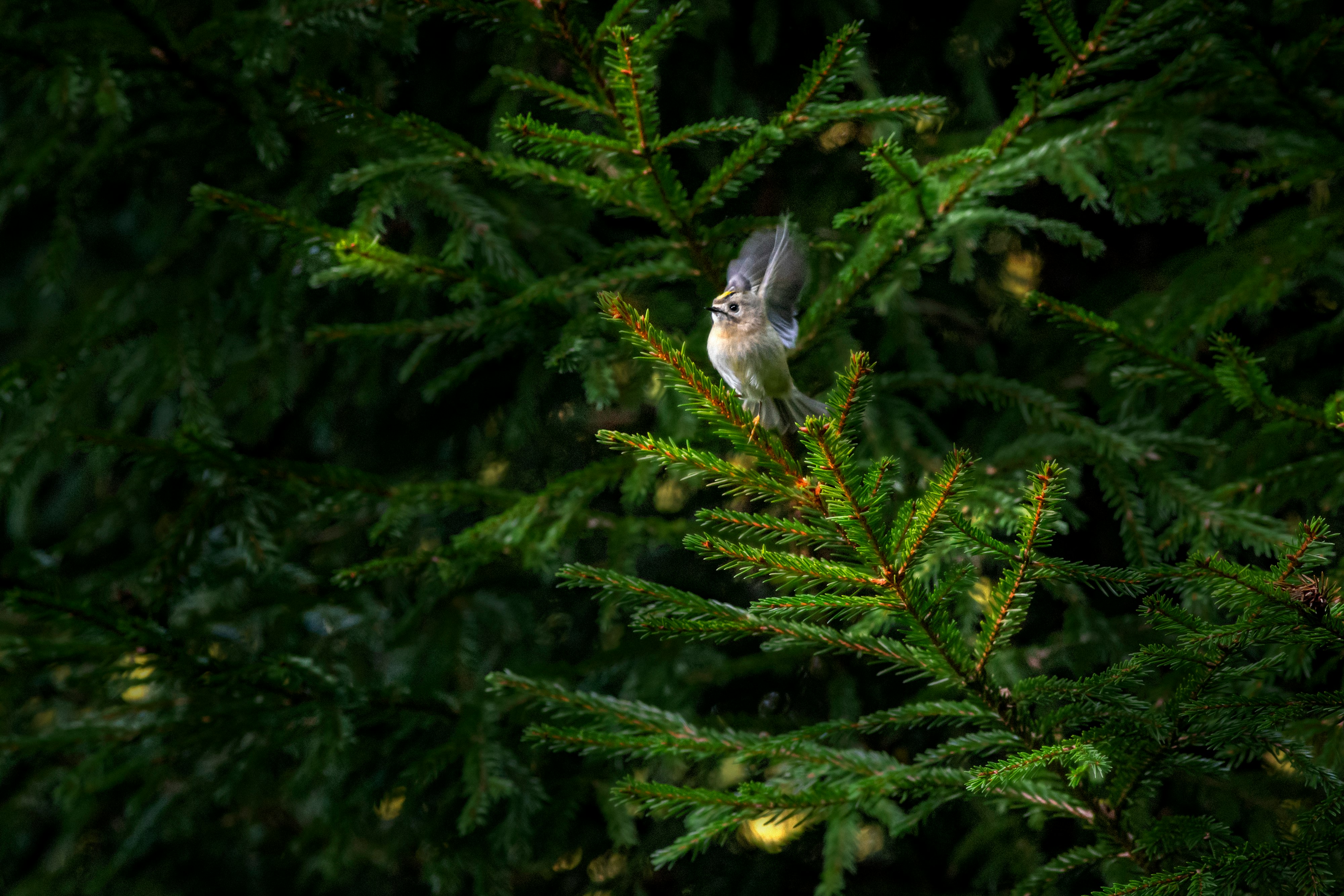 gray bird on green tree branch during daytime